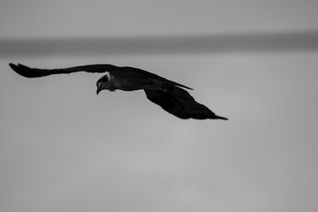 bird
