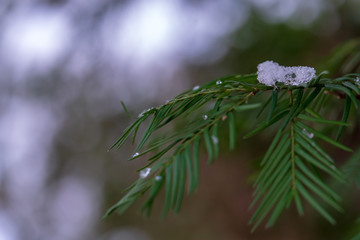 Kleiner Zweig mit etwas Schnee