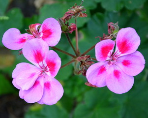 Obraz premium Nice flowers in the garden in midsummer, in a sunny day. Green landscape