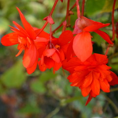 Nice flowers in the garden in midsummer, in a sunny day