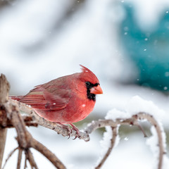Male Cardinal in the Snow
