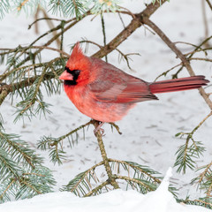 Male Cardinal in the Snow