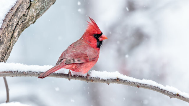 Male Cardinal in the Snow