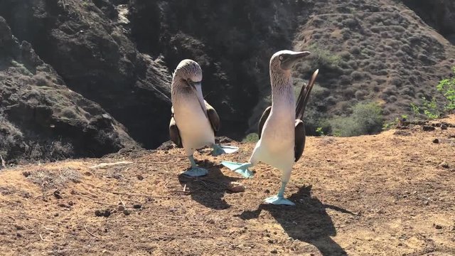 Blue Footed Boobies Courtship Dance in the Galapagos