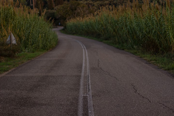 soft focus asphalt car road perspective foreshortening in country side village environment between two cereals field