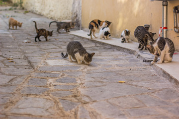 crowd street cats in narrow outdoor south urban environment without people