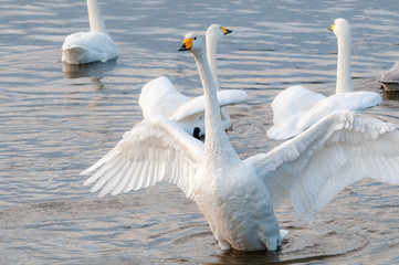 羽を広げる白鳥