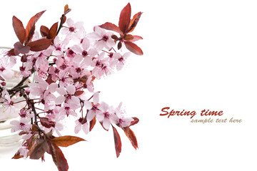 Sprig of blossoming cherry plums isolated on a white background. Sakura. Cherry blossom in spring...