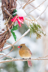 Female Cardinal in the Snow