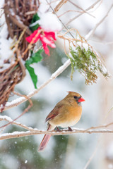 Female Cardinal in the Snow