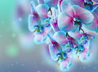 blue and pink orchid branch on bokeh background