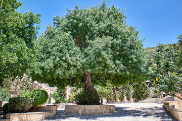 Fototapeta na wymiar Cyprus. Monastery Neophytos the Recluse. Ancient tree