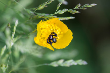 natura