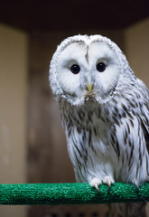 gray strix in the reserve, gray owl in captivity, owl looks down, owl on the perch (close up)