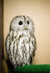 gray strix in the reserve, gray owl in captivity