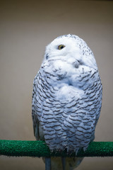 owl looks away, snowy owl with yellow eyes