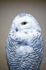 owl is on grey background, owl looks away, snowy owl with yellow eyes