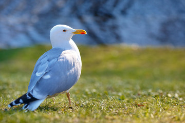 Fototapeta premium White sea gull sitting on green grass