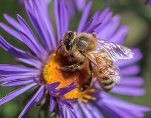 A Honeybee (Apis mellifera) gathers nectar and pollen on a purple aster flower 