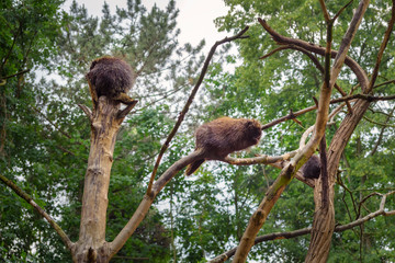 Family of North American porcupine, Erethizon dorsatum, Canadian porcupine or common porcupine on the trees