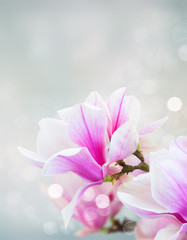 Obraz premium Blossoming pink magnolia Flowers