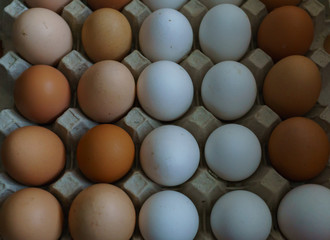 Background from white and brown domestic chicken eggs. Organic food