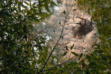 nest of caterpillars in late summer months hanging from tree