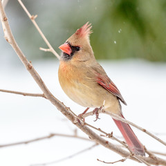 Female Cardinal in the Snow