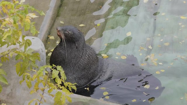Critically endangered Mediterranean monk seal.