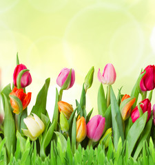 Fototapeta premium Spring flowers in pots