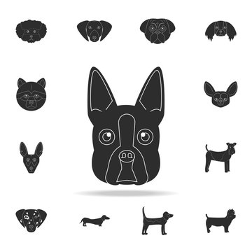 Boston terrier face icon. Detailed set of dog silhouette icons. Premium graphic design. One of the collection icons for websites, web design, mobile app