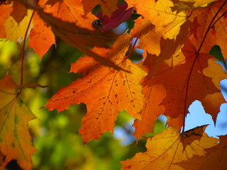 autumn maple leaves
