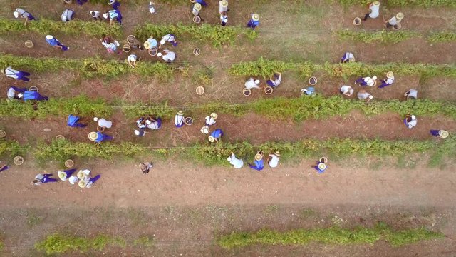 Aerial view of group working in vineyard in Greece.