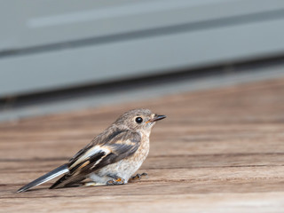 Juvenile Scarlet Robin (Petroica boodang) race 