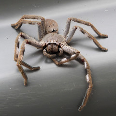 Huntsman Spider (Holconia montana)