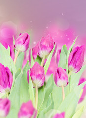Obraz premium three purple tulip flowers