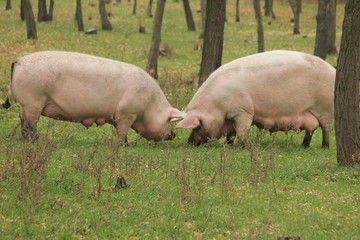 two pigs grazing in the pasture
