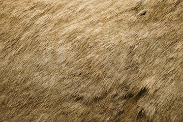 Bighorn Sheep Fur