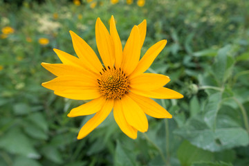 Yellow flowers in green summer garden