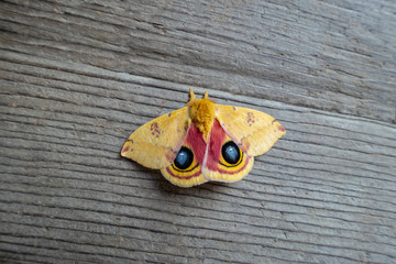 Io Moth Automeris io American moth revealing its eye marking scare off predators