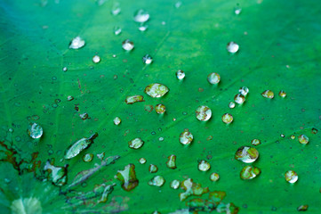shining water drops on a fresh and green lotus leaf
