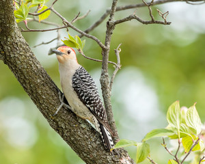 Red Bellied Woodpecker