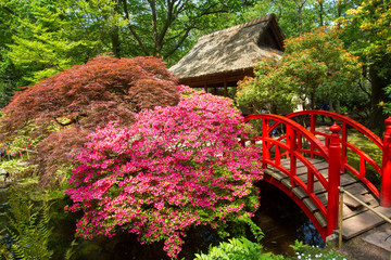 Japanese garden  in  Hague