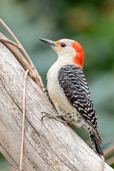 Red Bellied Woodpecker