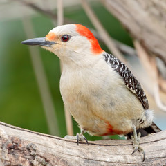 Red Bellied Woodpecker