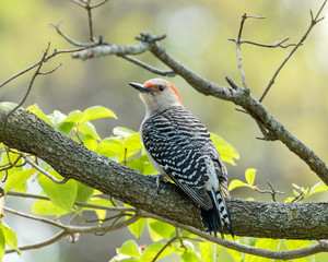 Red Bellied Woodpecker