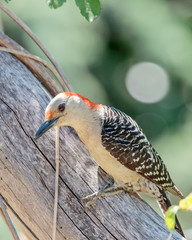 Red Bellied Woodpecker