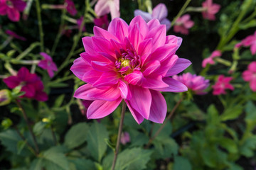 pink fuschia Dahlias sub-tropical flowers indigenous to Mexico and parts of Central America in a...