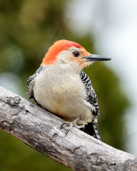 Red Bellied Woodpecker