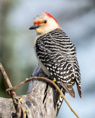 Red Bellied Woodpecker